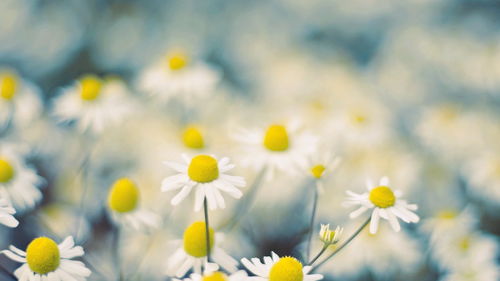 有關(guān)小雛菊唯美正能量的句子