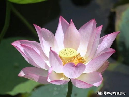 勵志女人自強的正能量句子文字版