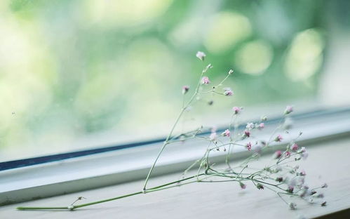 句子,能量,陽(yáng)光,幸福