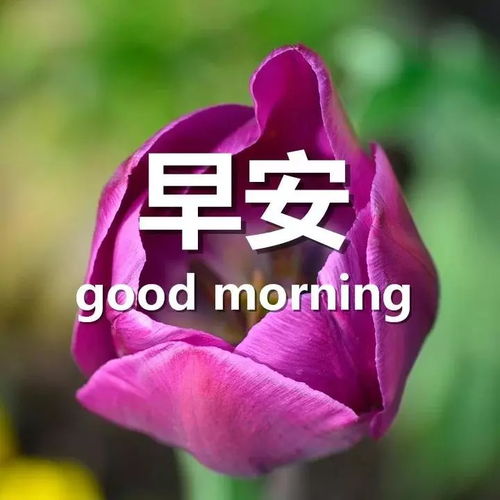 短語,句子,能量,感情