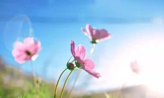 正能量美好的簡短句子