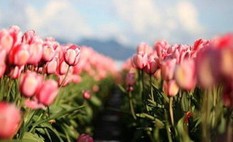 生活善待的正能量句子,鼓勵(lì)他人的正能量句子,不羨慕他人的正能量句子