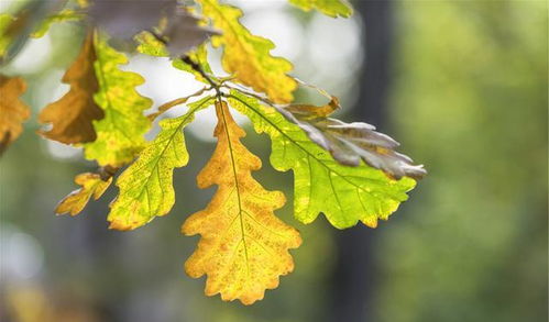 瑞開頭的正能量句子