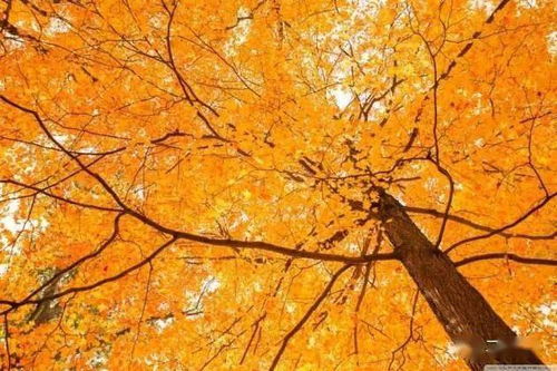 寫秋天的正能量句子大全