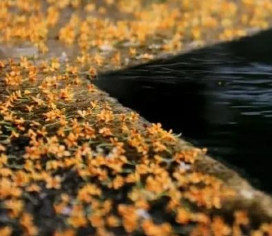 秋風(fēng)微涼的唯美句子,秋風(fēng)夜微涼獨自的句子,秋風(fēng)夜微涼的傷感句子