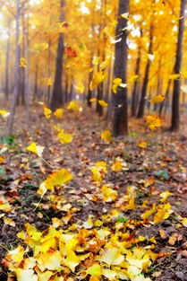 句子,能量,精美,秋風(fēng)落葉