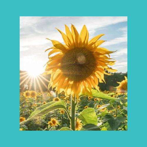 引起共鳴正能量句子