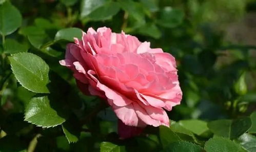 生日勵志的話正能量句子?,堅持勵志正能量的句子,早上好勵志正能量句子