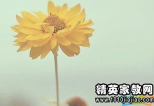 正能量?jī)?yōu)美句子摘抄大全