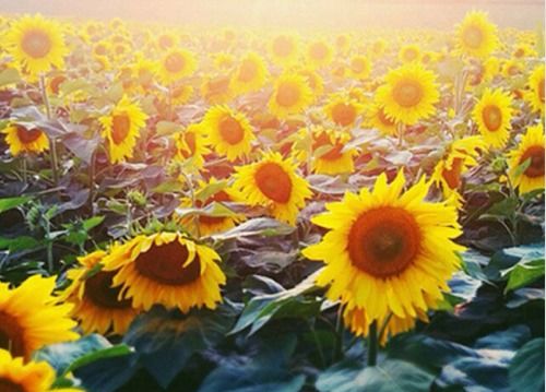 朋友圈積極向上正能量的句子簡短