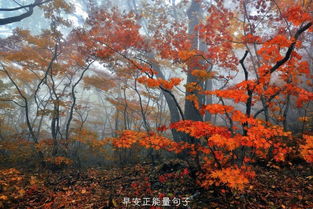 早上好發(fā)朋友圈正能量句子2021