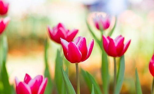 佛語正能量句子懷著一顆感恩的心