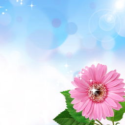 適合花開的正能量句子