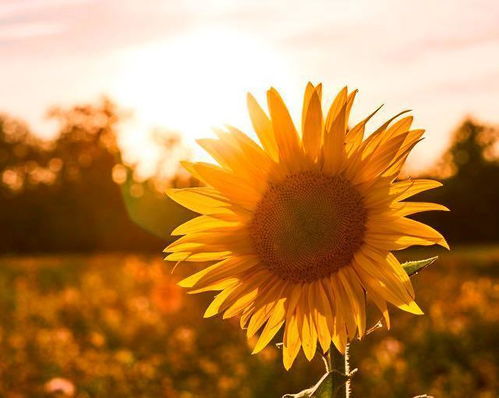 男生早上發(fā)朋友圈的句子正能量