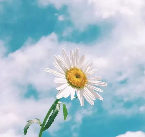 早晨陽光的正能量唯美句子,陽光正能量的說說唯美句子,積極陽光正能量的句子_唯美的句子