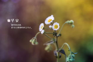 正能量早安的英語(yǔ)句子說(shuō)說(shuō)心情短語(yǔ)