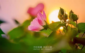 早安說說正能量的句子大全唯美