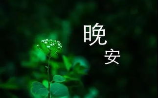 正能量的句子晚上問候語