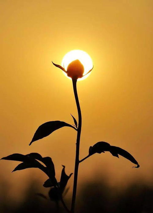 早安,句子,語句,內(nèi)涵