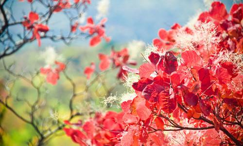 熱愛(ài)祖國(guó)正能量的句子,正能量滿滿的勵(lì)志句子,關(guān)于花的正能量句子