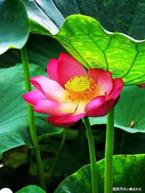 積極向上正能量的句子八個字,激勵孩子積極向上正能量的句子,工作積極向上正能量的句子