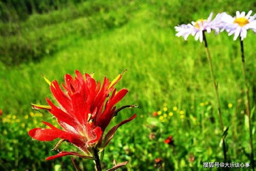 相信平臺的句子正能量
