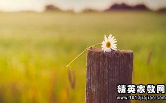 句子,能量,每日,分享