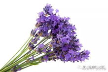 句子,能量,心靈雞湯