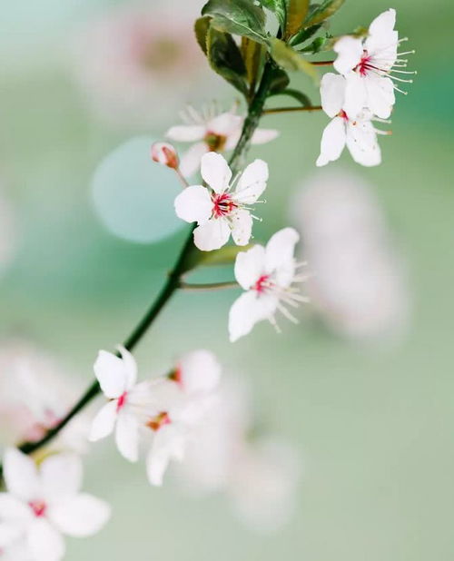 早安,風(fēng)趣,句子,心語