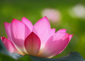 正能量句子勵志短句子,正能量小短句子,正能量短句子十字以內(nèi)