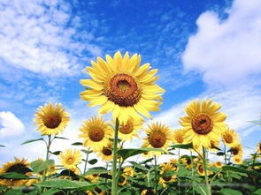 向日葵的正能量的句子,向日葵正能量的句子哲學(xué),向日葵正能量的簡短句子