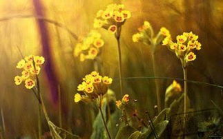 正能量古風(fēng)唯美勵志句子大全,正能量古風(fēng)唯美意境句子簡短,追星正能量古風(fēng)唯美的句子