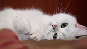 怎么評論小貓咪的正能量經(jīng)典句子