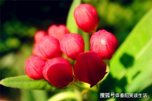 自己買花送自己正能量句子