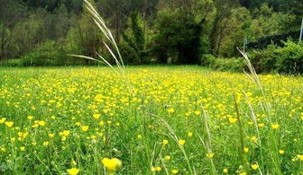 落葉田園句子正能量