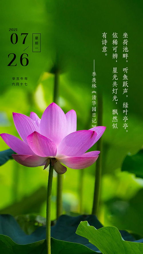 早安,句子,語(yǔ)錄,能量