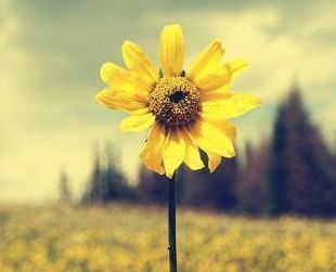 英文,句子,能量,微笑