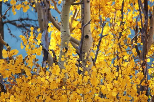 關(guān)于秋天的正能量的句子