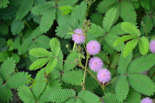 描寫含羞草的句子,含羞草的朋友圈的句子,含羞草的優(yōu)美句子簡(jiǎn)短