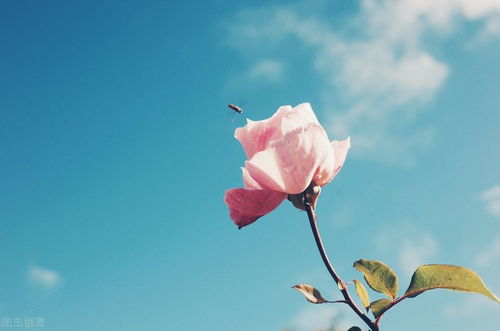 朗讀,句子,能量,適合