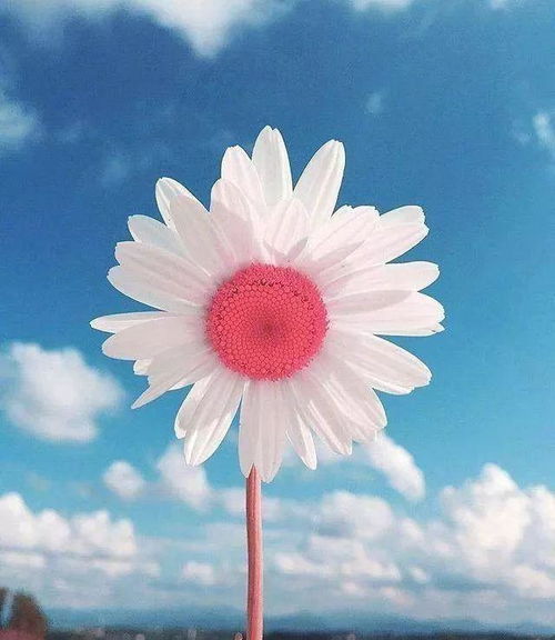 夏天樹葉正能量句子