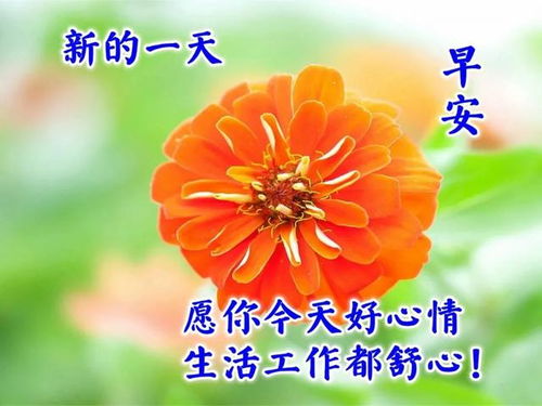 句子,早上好,能量,全集