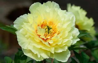 句子,描寫,牡丹,能量