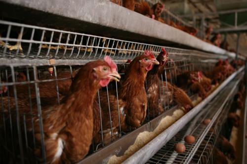 養(yǎng)雞場(chǎng)需要的會(huì)計(jì)科目