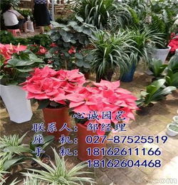 園藝,花卉,會(huì)計(jì)科目,公司