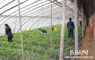 采摘園行業(yè)會(huì)計(jì)科目