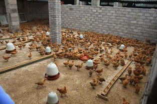 養(yǎng)雞場(chǎng),會(huì)計(jì)科目