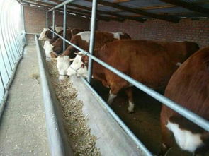 村民合作社會(huì)計(jì)科目