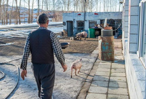 養(yǎng)的豬狗會(huì)計(jì)科目