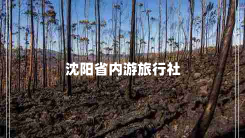 沈陽省內(nèi)游旅行社